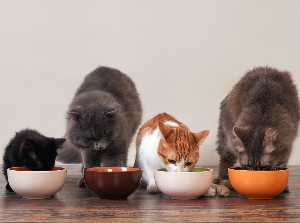 Important Info about your Pet’s Nutrition and Feeding