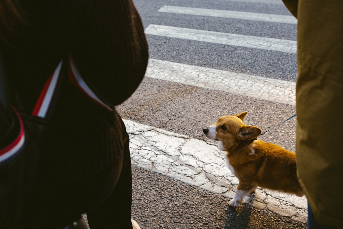 Community Pet Events